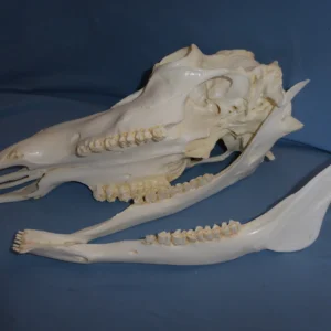Caribou male skull replica without rack tipped on side skull and jaw seperated.