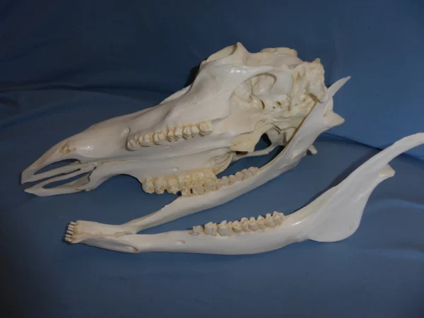 Caribou male skull replica without rack tipped on side skull and jaw seperated.