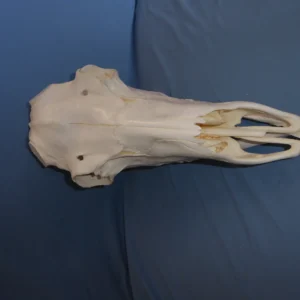 Caribou male skull replica without rack top view. Museum-quality.