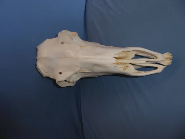 Caribou male skull replica without rack top view. Museum-quality.