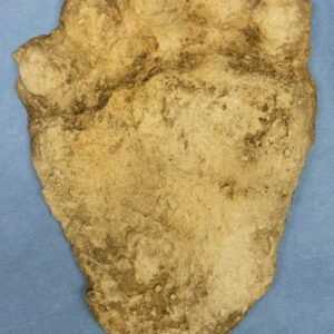 American Black Bear Negative Footprint