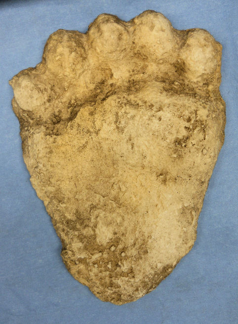 American-black-bear-negative-footprint-RM06
