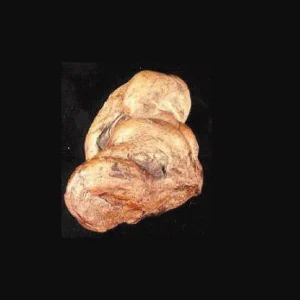 Dinosaur coprolite replica museum-quality polyurethane resin cast.