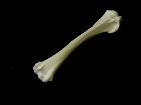 modern man human left femur replica