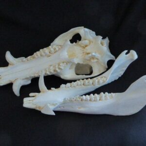 Russian Boar Skull Replica CA11720
