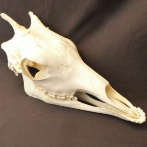 giraffe juvenile skull replica