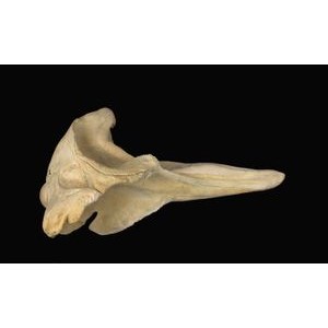 cuviers beaked whale skull replica