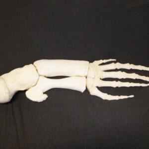 Bairds Beaked Whale Flipper - Image 3