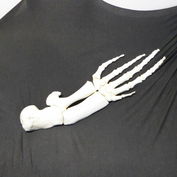 BAIRD'S-BEAKED-WHALE-FLIPPER-b-CA27551F bairds beaked whale flipper CA27551