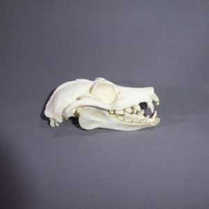 Kalong Skull Replica RS073