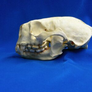 Mustelidae Skull Replicas
