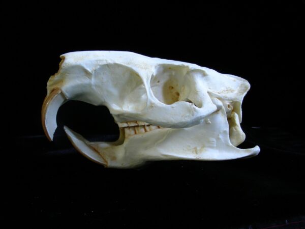Nutria-skull-Replica-1-RS440 nutria skull replica rs440