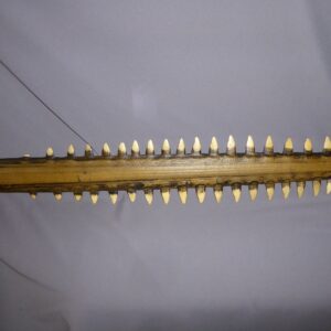 Sawfish Rostrum Replica