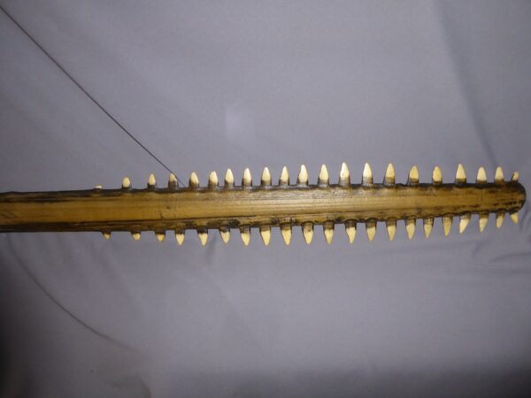 C320-Largetooth-Sawfish-Rostrum-Replica-3