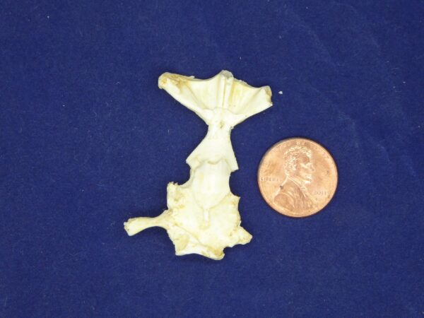 Frog Brain Replica-2-B0059