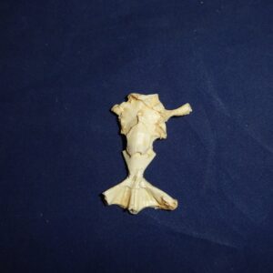Frog Brain Replica 3-B0059