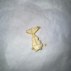 frog brain replica B0059
