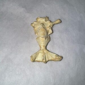 Frog brain replica is 1.8 in. Rana temporaria brain is museum-quality polyurethane resin cast from CAS specimen. 1:1 scale.