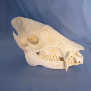 Collared peccary skull replica 9.0 in.Tayassu tajacu museum-quality polyurethane resin 2-part cranium and jaw for biology.