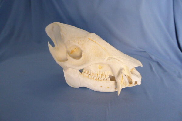 Collared peccary skull replica 9.0 in.Tayassu tajacu museum-quality polyurethane resin 2-part cranium and jaw for biology.