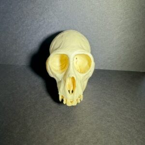 White-nosed Monkey Skull Replica - Image 4