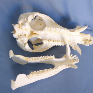 Collared peccary skull replica museum-quality polyurethane resin cast made in USA for osteology.