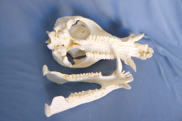 Collared peccary skull replica museum-quality polyurethane resin cast made in USA for osteology.
