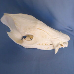 Collared peccary skull replica 9.0 in. Tayassu tajacu museum-quality polyurethane resin cast top view osteological study.