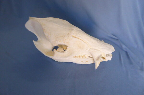 Collared peccary skull replica 9.0 in. Tayassu tajacu museum-quality polyurethane resin cast top view osteological study.