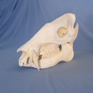 Collared peccary skull replica 9.0 in.Tayassu tajacu museum-quality polyurethane resin 2-part cranium-jaw anatomical cast.