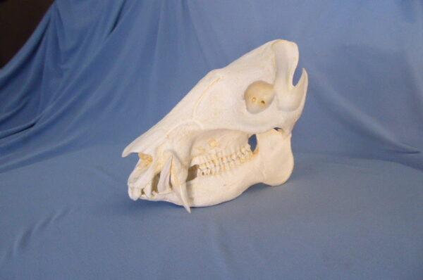 Collared peccary skull replica 9.0 in.Tayassu tajacu museum-quality polyurethane resin 2-part cranium-jaw anatomical cast.