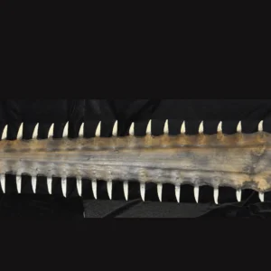 Large sawfish rostrum teeth close up. Museum-quality cast. 1:1 scale.