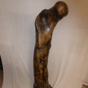 tyrannosaurus rex femur replica C031