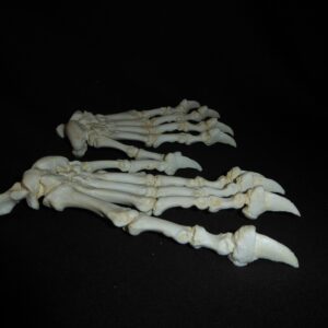 black bear front foot skeletal replica C318