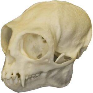 white tufted marmoset skull replica RS610