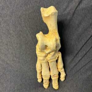 hippopotamus skeletal foot replica C306P