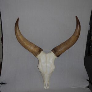 Ankole-watusi cattle skull replica RS701