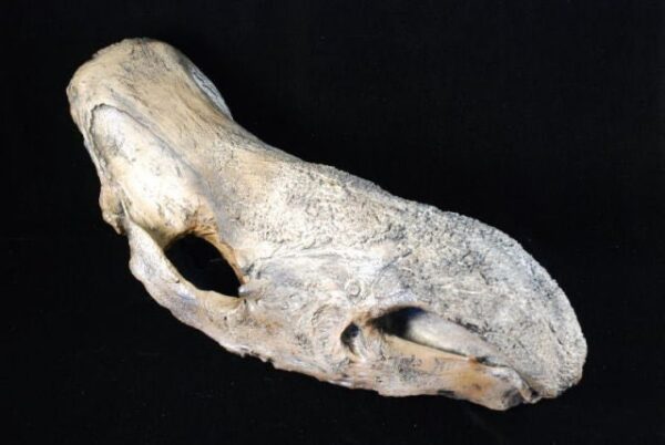 woolly rhino skull replica rs307