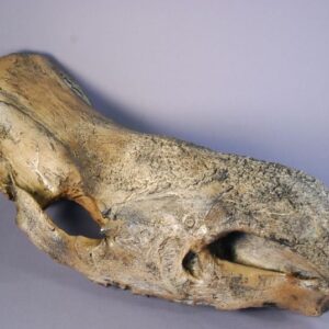 woolly rhino skull replica S307