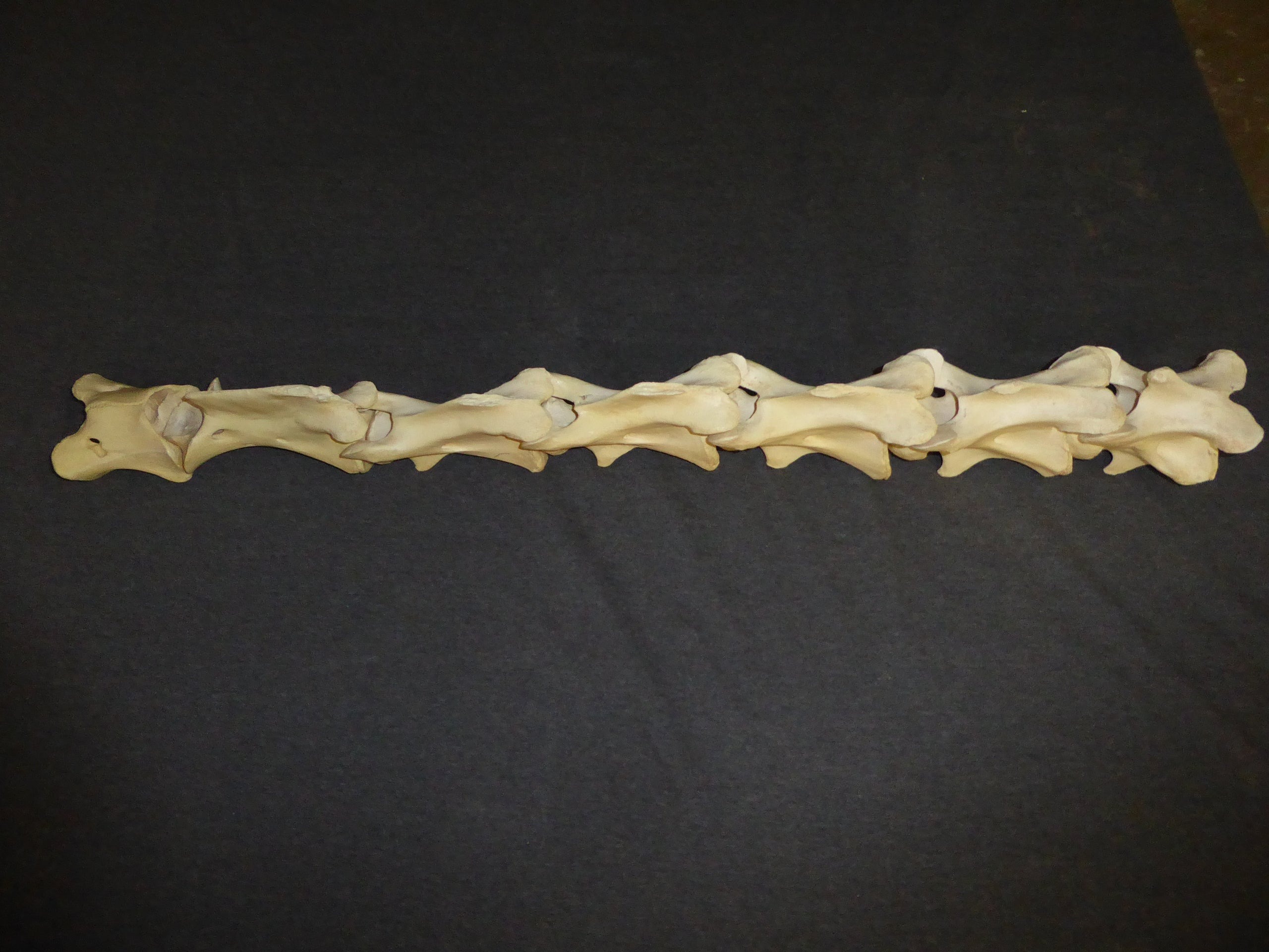 小物 SomniumFragment Replica Sumatran Orangutan Left Foot For Sale — Skulls