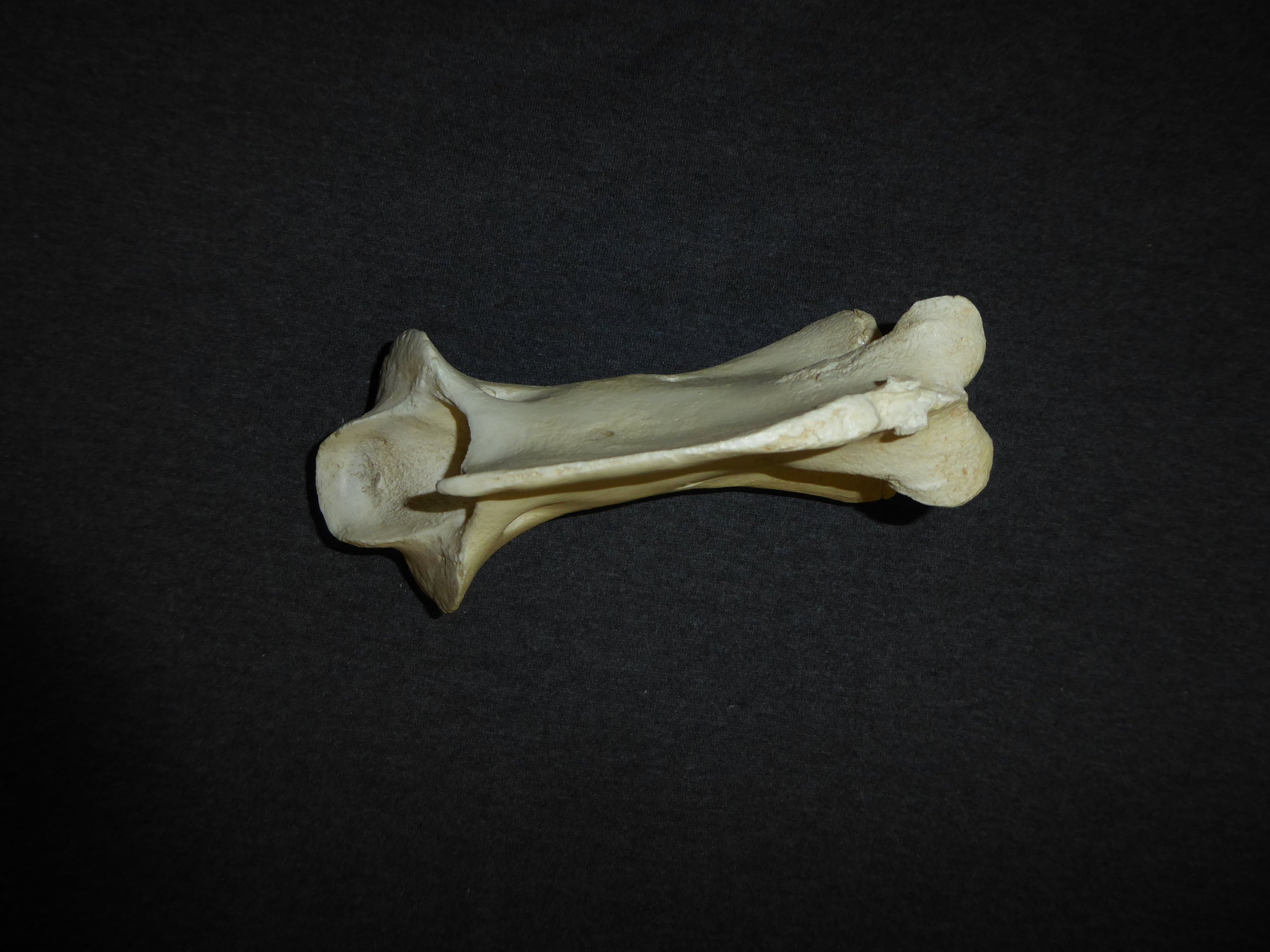 小物 SomniumFragment Replica Sumatran Orangutan Left Foot For Sale — Skulls
