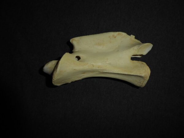 giraffe juvenile vertebrae replica m312