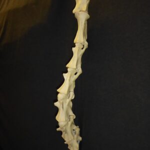 giraffe juvenile vertebrae replica M321SET