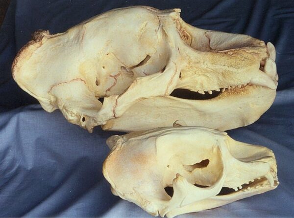 California elephant skull replicas are museum-quality polyurethane resin cast of CA specimen. 1:1 scale. Used for biology.