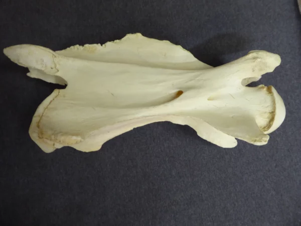 Giraffe Adult male vertebrae 3