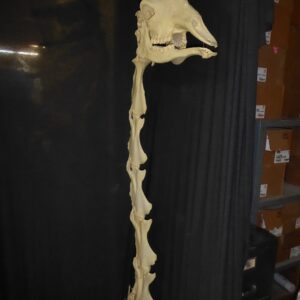 Giraffe male skull & vertebrae