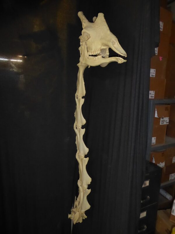 Giraffe male skull & vertebrae
