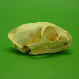 flat headed cat skull replica ca15670