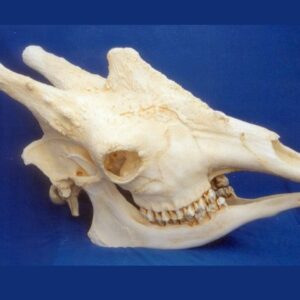 giraffe adult male skull rs374