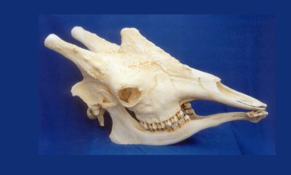 giraffe adult male skull rs374